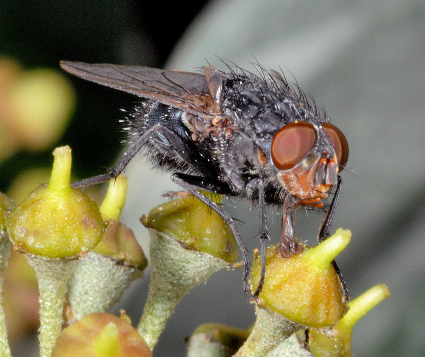 Immagini di macrofotografia